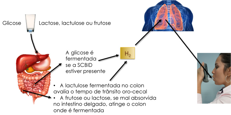 Respiração – Quiz e Testes de Personalidade